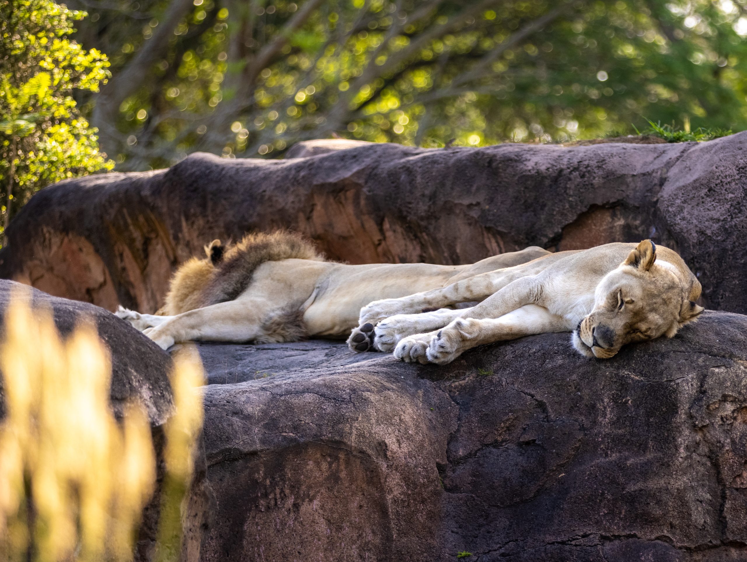 Kilimanjaro Safaris, lion sleeping