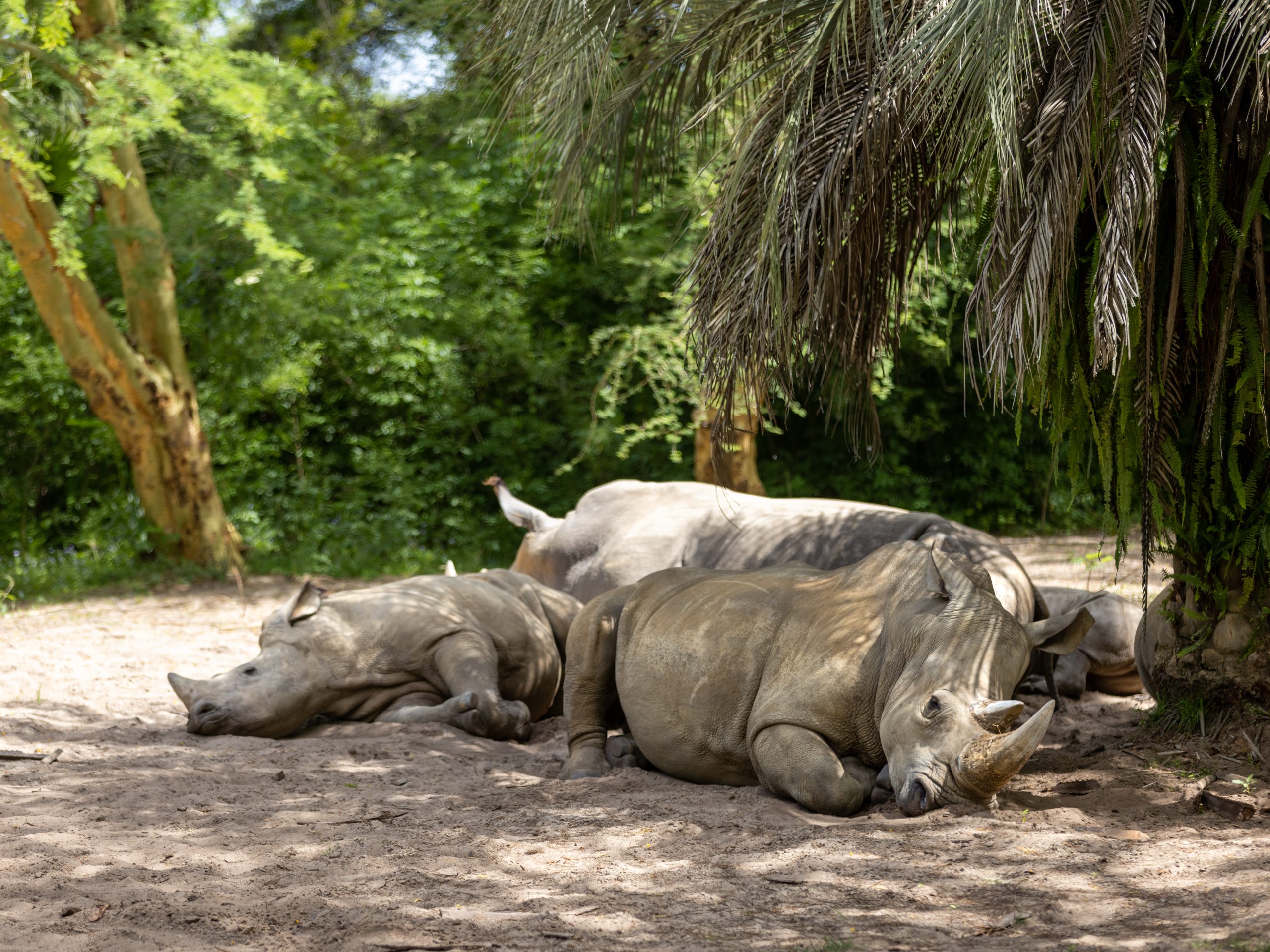 Rhinos at Kilimanjaro Safaris