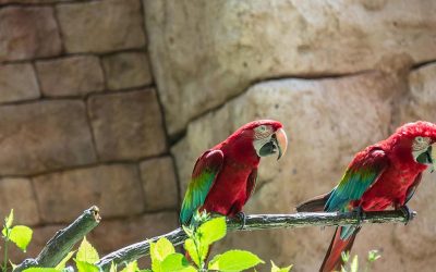 Feathered Friends in Flight! at Disney’s Animal Kingdom