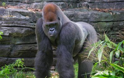 Gorilla Falls Exploration Trail