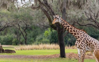 Kilimanjaro Safaris