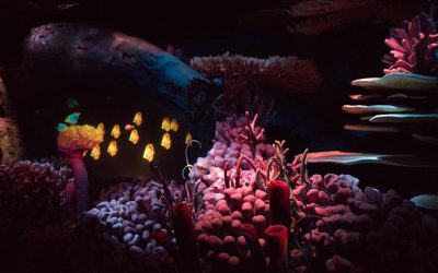 The Seas with Nemo and Friends