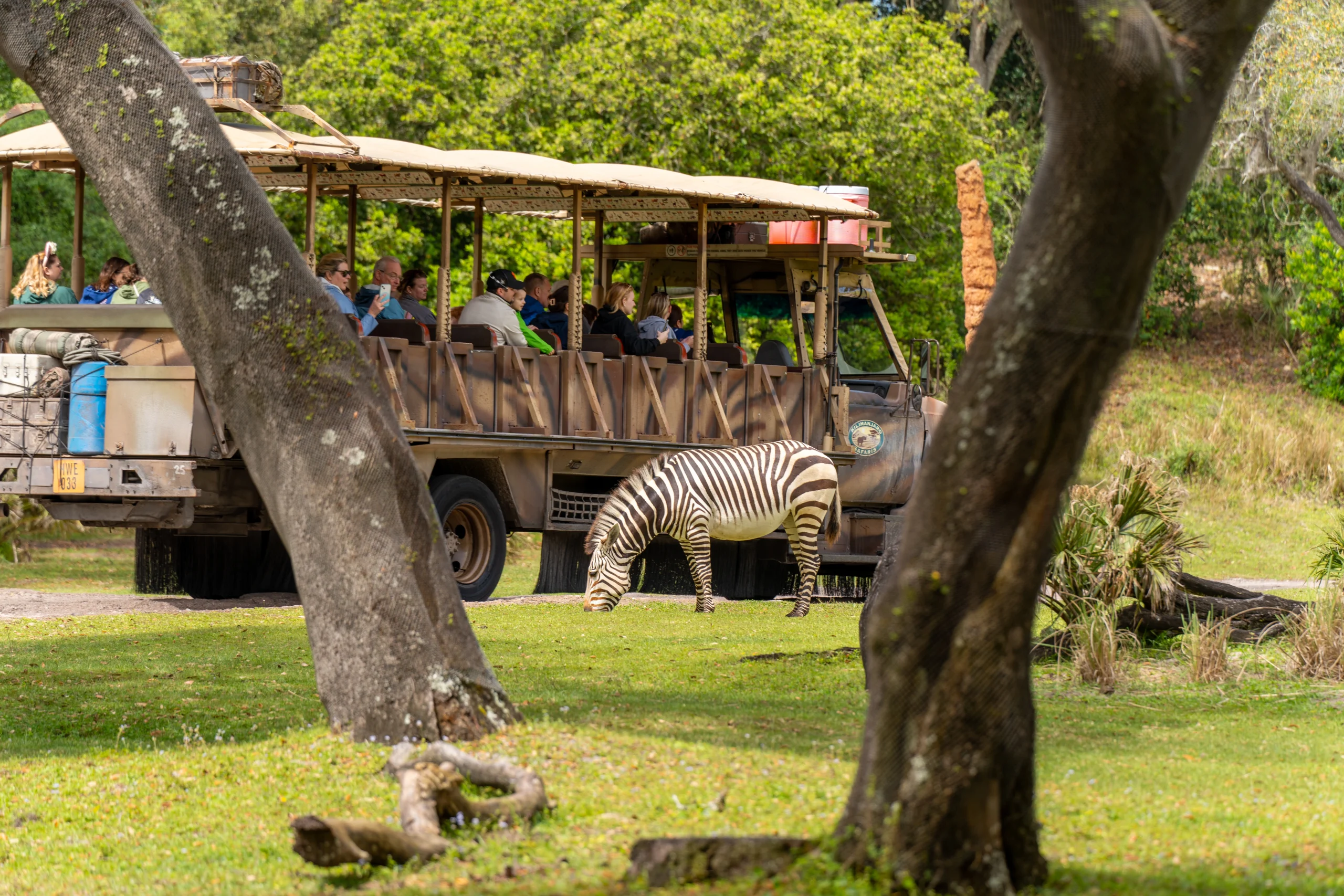 Kilimajaro Safaris, zebra next to ride vehicle
